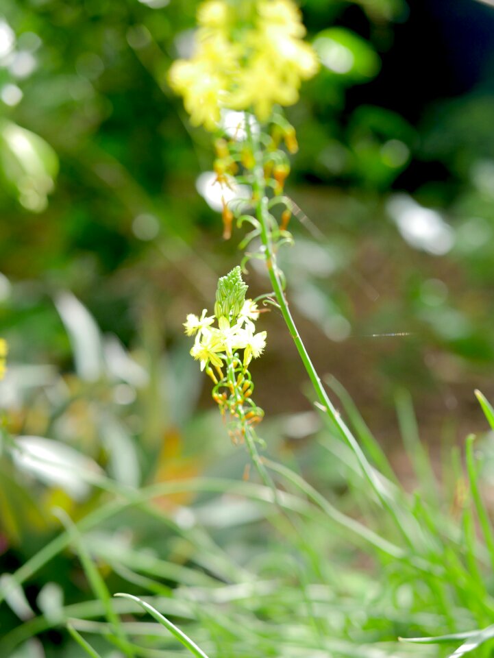 Growth leaf plant