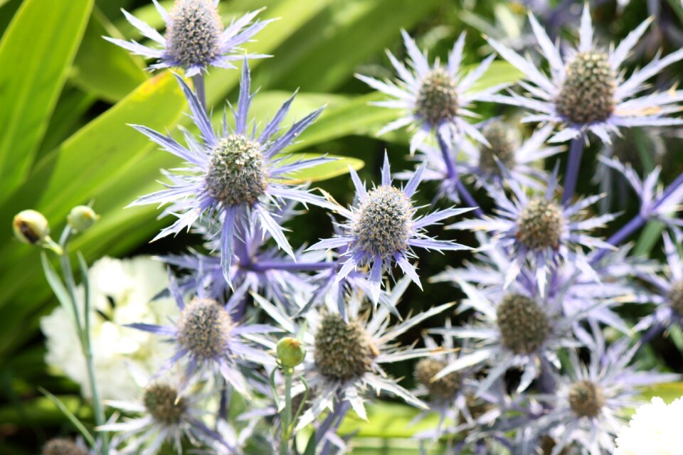 Leaf summer thistle