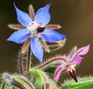 Close-up plant wild flowers photo
