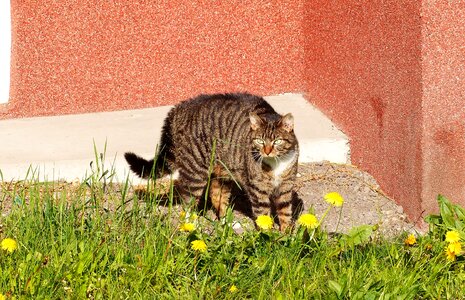 Cat at the court of mammals