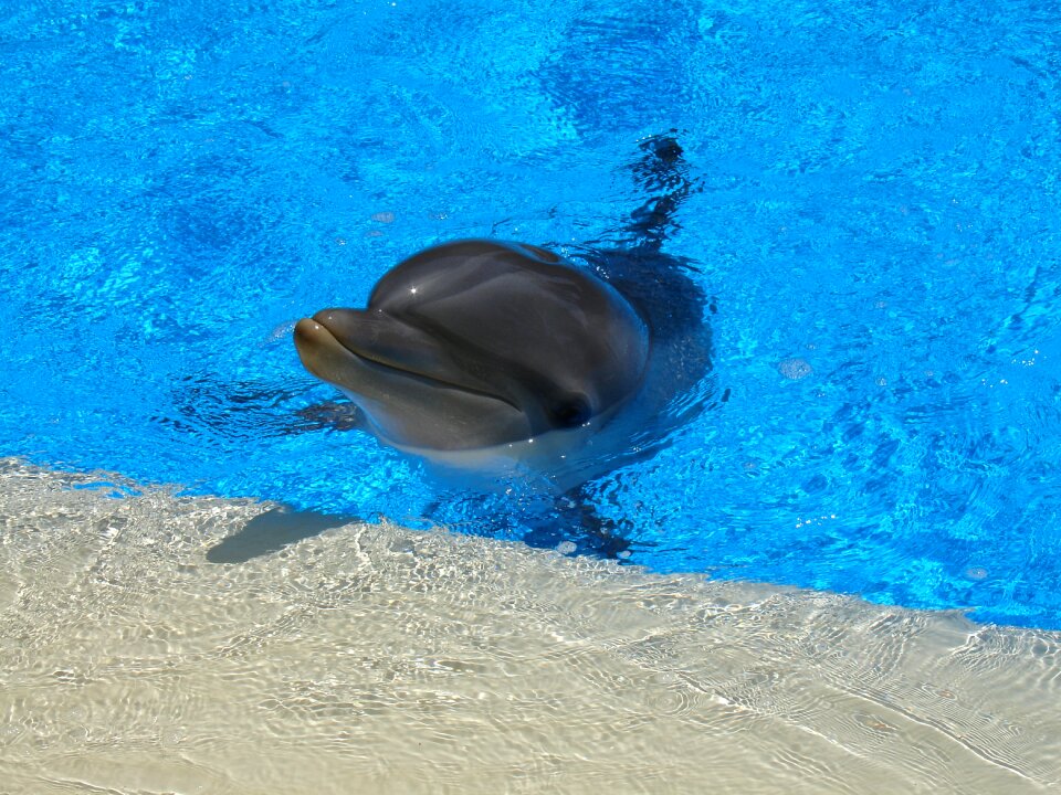 Dolphin mammal water