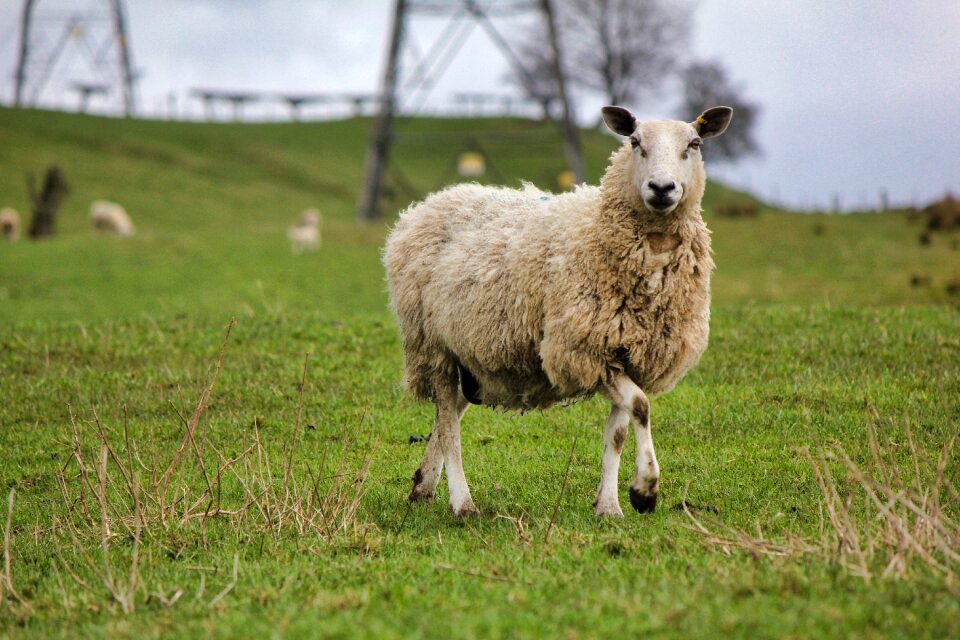 Field farm animal