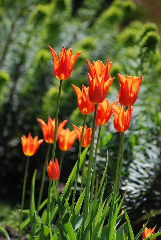 Orange bulbs petals