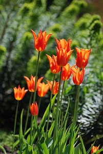 Orange bulbs petals
