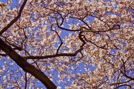 Garden magnolia spring photo
