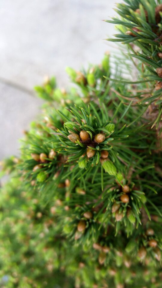 Evergreen nature cone