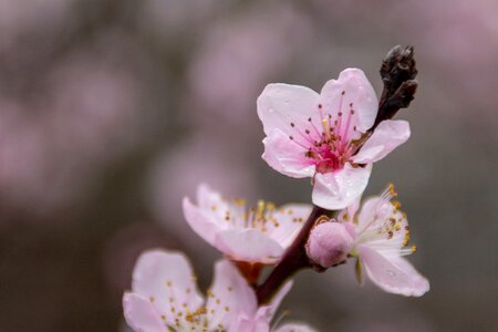 Nature plant tree photo