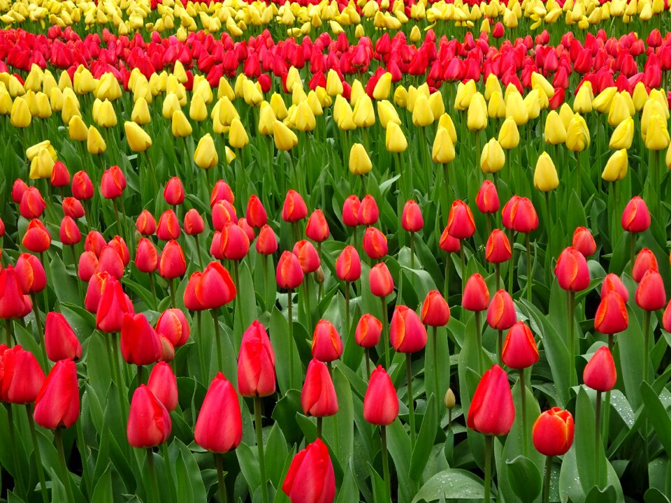 Flora garden floral
