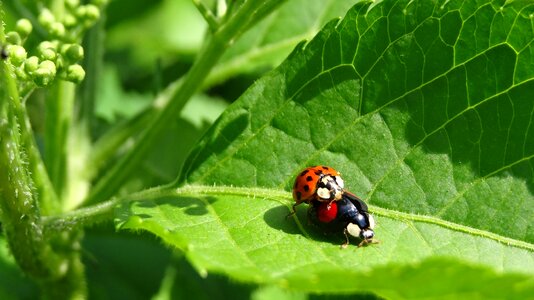 Ladybug sex Free photos