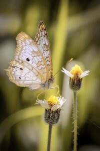 Nature butterfly animalia photo
