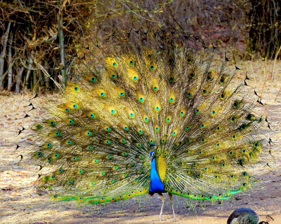 Bird color