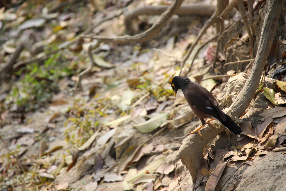 Outdoors animal environment