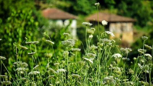 Summer flower leaves