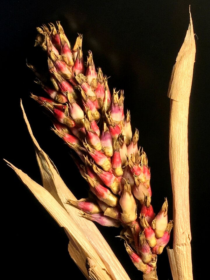 Nature grain flowers