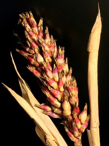 Nature grain flowers photo