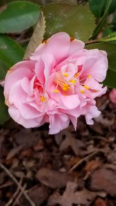 Leaf petal garden photo