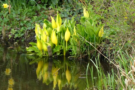 Spring nature plant