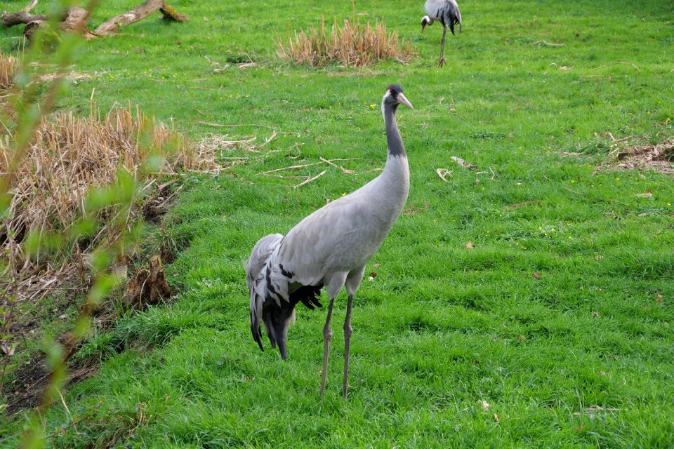 Field meadow animal world