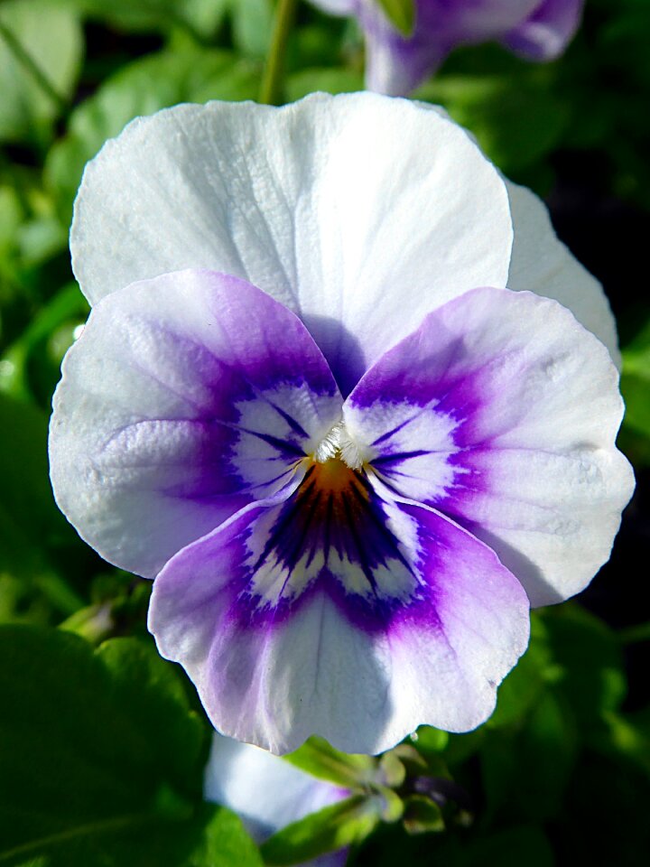 Fall violet white