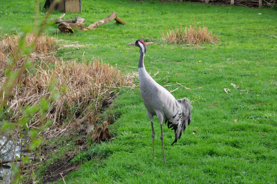 Field animal world crane