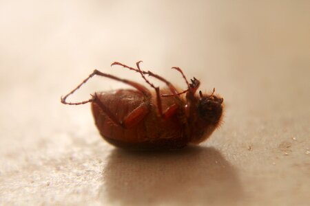Closeup bu bug