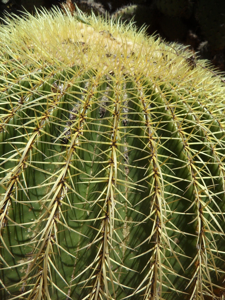 Prickly spur cactus greenhouse