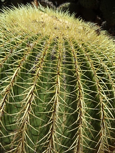 Prickly spur cactus greenhouse photo