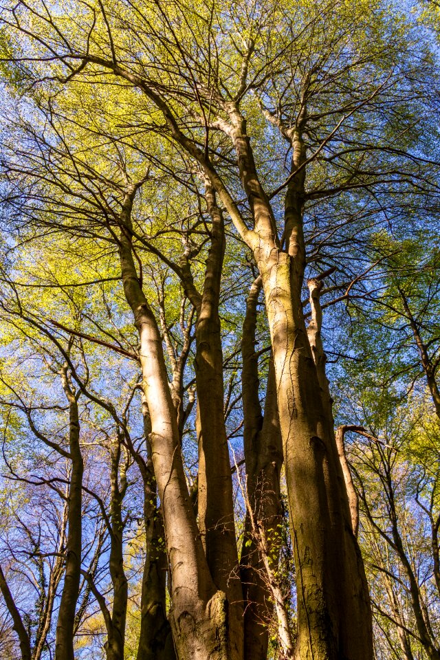 Landscape park forest