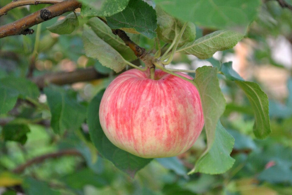 Food sheet garden