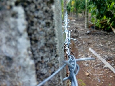 Leak barbed wire Free photos photo