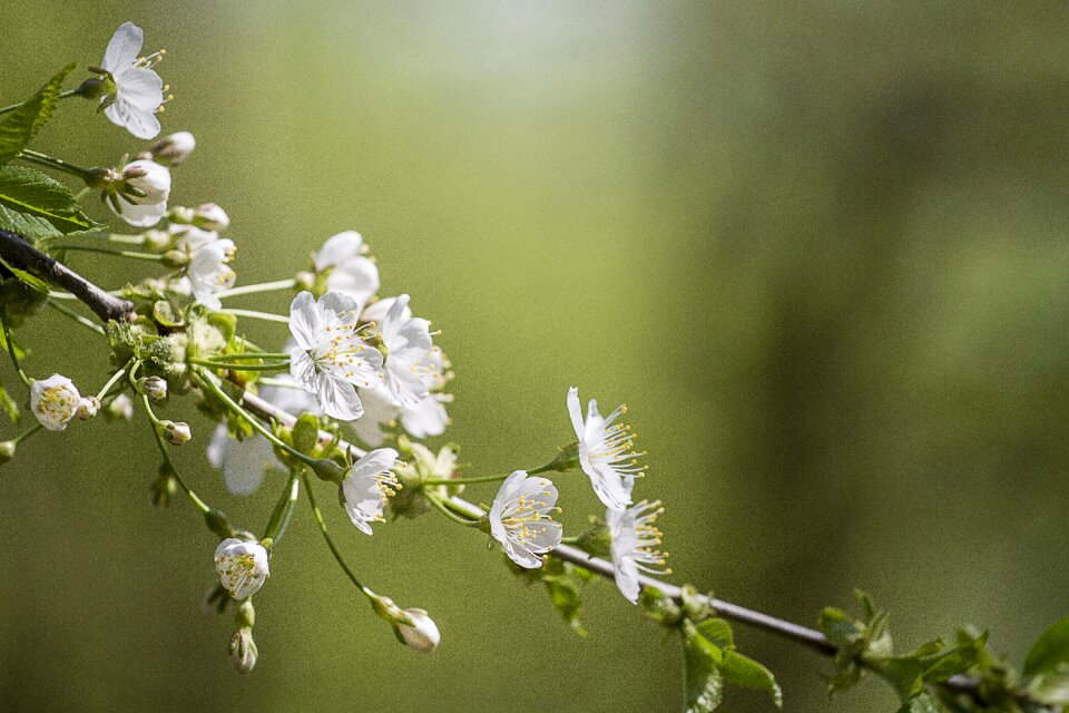 Nature branch romance