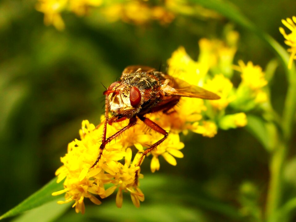 Flower plant animals