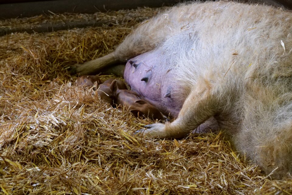 Sheep pig bacon pig hungarian breed of pig