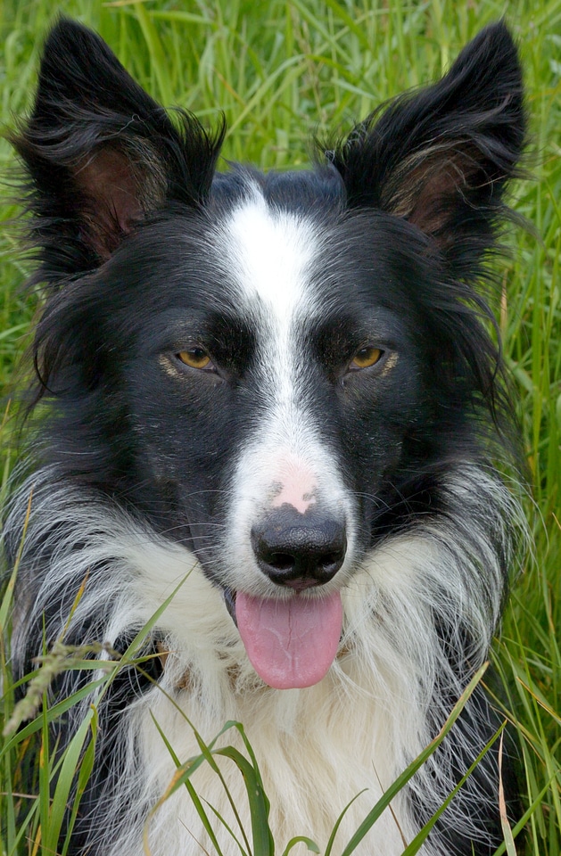 Animal portrait pet collie