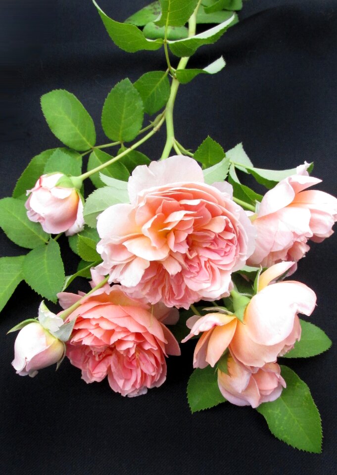 Fragrant plant garden