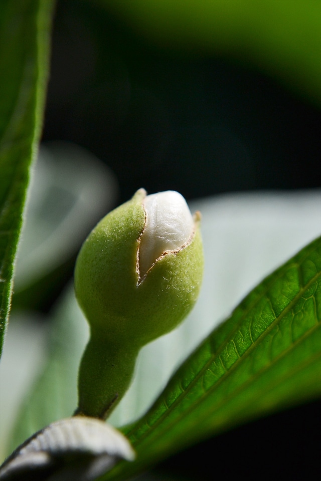 Nature eat tasty photo