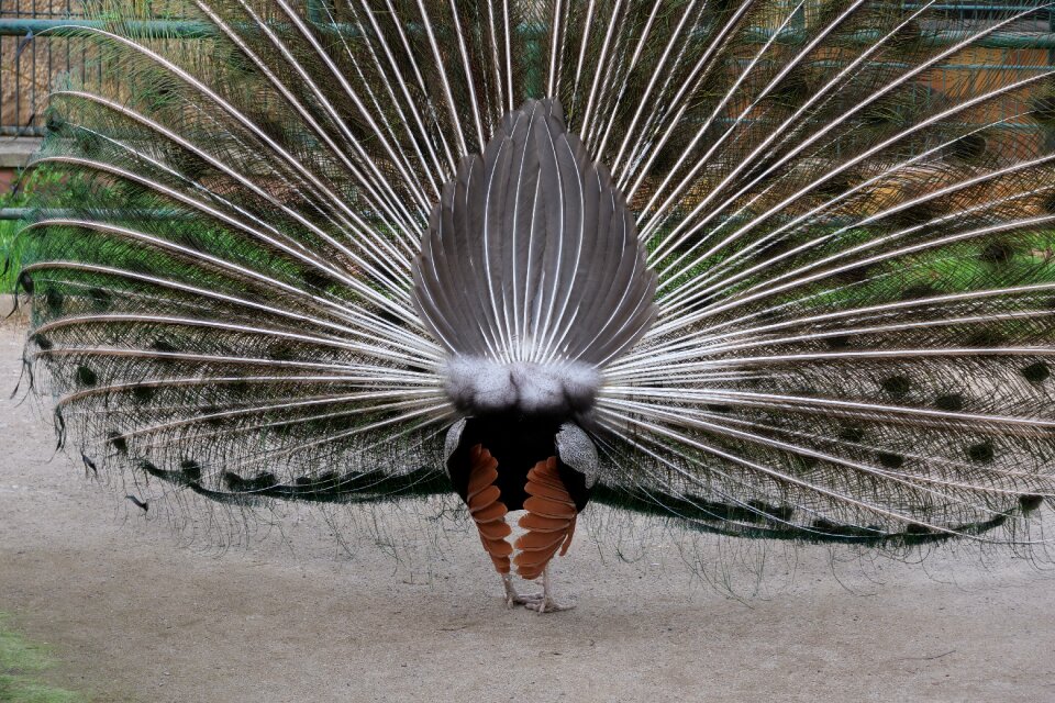 Peacock animal world animal