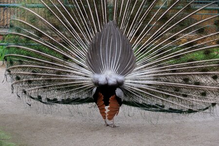 Peacock animal world animal