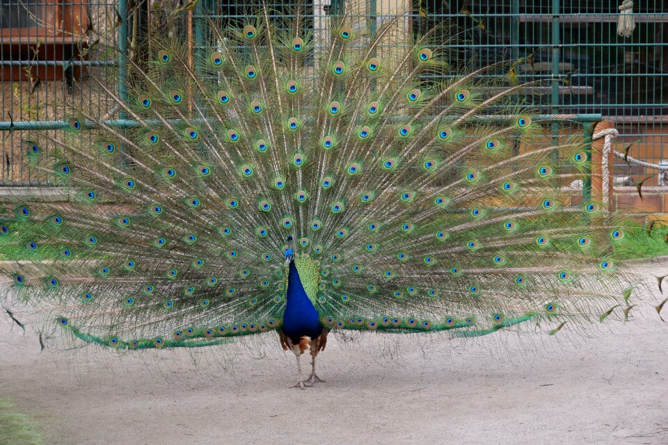 Peacock tittup feather
