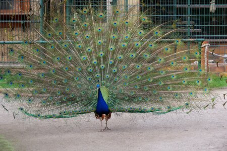 Peacock tittup feather