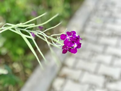 Garden close blooming photo