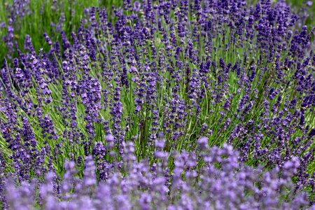 Lavender nature herb