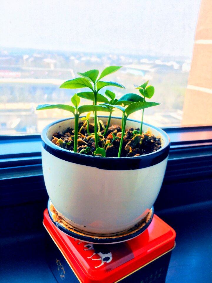 Leaf grapefruit seedling Free photos
