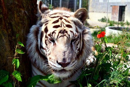 Portrait tiger carnivorous photo