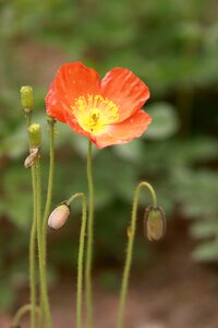 Summer garden forest photo