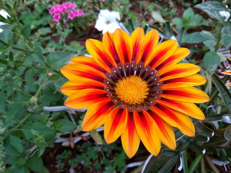 Orange flower garden