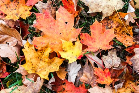Nature maple