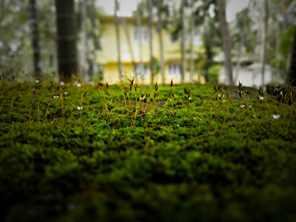 Grass green plant