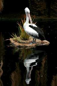 Water animal pelican photo