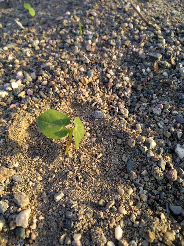 Rock ground little